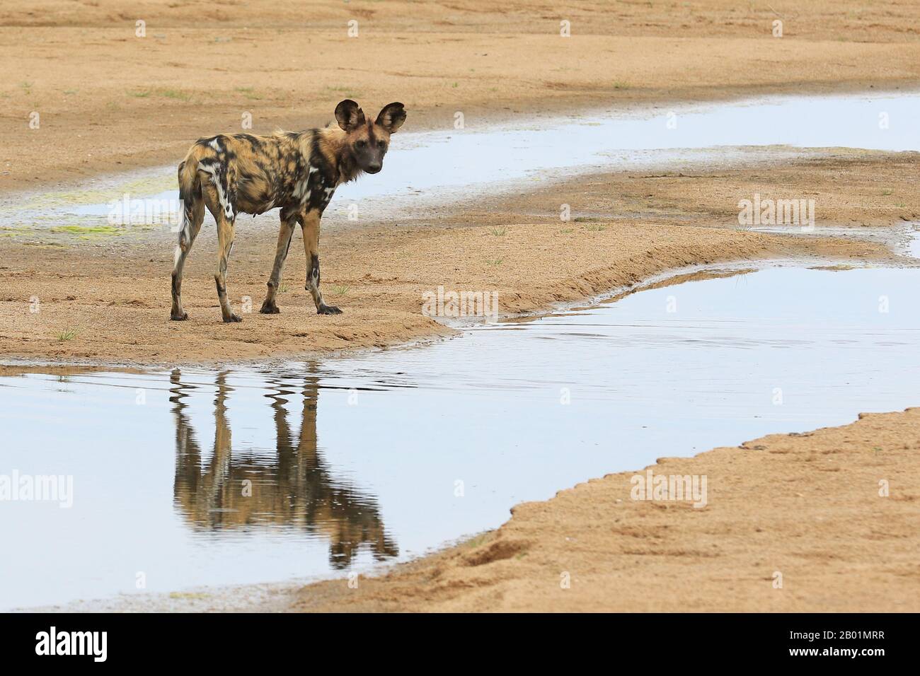 Des chiens sauvages peints jouent autour du trou d'eau. Banque D'Images