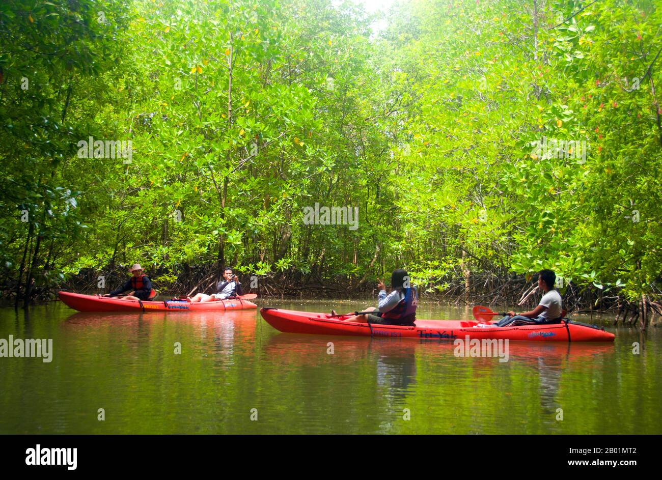 Thaïlande : kayakistes dans les mangroves, que le parc national de Bokkharani, province de Krabi. Le parc national de Than Bokkharani est situé dans la province de Krabi à environ 45 kilomètres (28 miles) au nord-ouest de la ville de Krabi. Le parc couvre une superficie de 121 kilomètres carrés (47 miles carrés) et est caractérisé par une série d'affleurements calcaires, forêt tropicale à feuilles persistantes, forêt de mangroves, marais tourbeux, et de nombreuses îles. Il y a aussi de nombreuses grottes et complexes de grottes avec quelques stalagmites et stalactites spectaculaires. Than Bokkharani se concentre sur deux grottes bien connues, Tham Lot et Tham Phi Hua. Banque D'Images