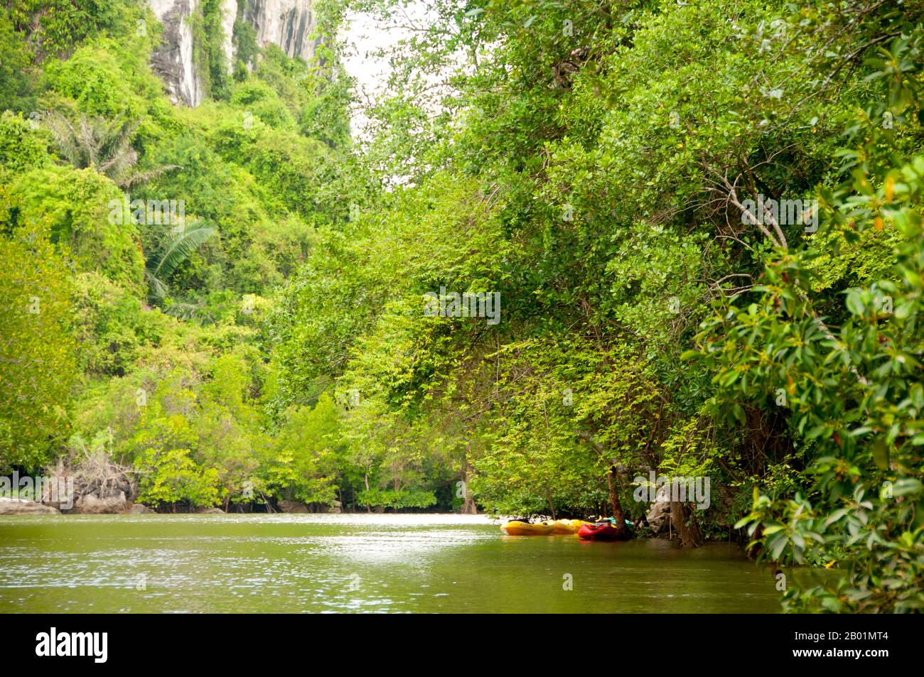 Thaïlande : kayakistes dans les mangroves, que le parc national de Bokkharani, province de Krabi. Le parc national de Than Bokkharani est situé dans la province de Krabi à environ 45 kilomètres (28 miles) au nord-ouest de la ville de Krabi. Le parc couvre une superficie de 121 kilomètres carrés (47 miles carrés) et est caractérisé par une série d'affleurements calcaires, forêt tropicale à feuilles persistantes, forêt de mangroves, marais tourbeux, et de nombreuses îles. Il y a aussi de nombreuses grottes et complexes de grottes avec quelques stalagmites et stalactites spectaculaires. Than Bokkharani se concentre sur deux grottes bien connues, Tham Lot et Tham Phi Hua. Banque D'Images