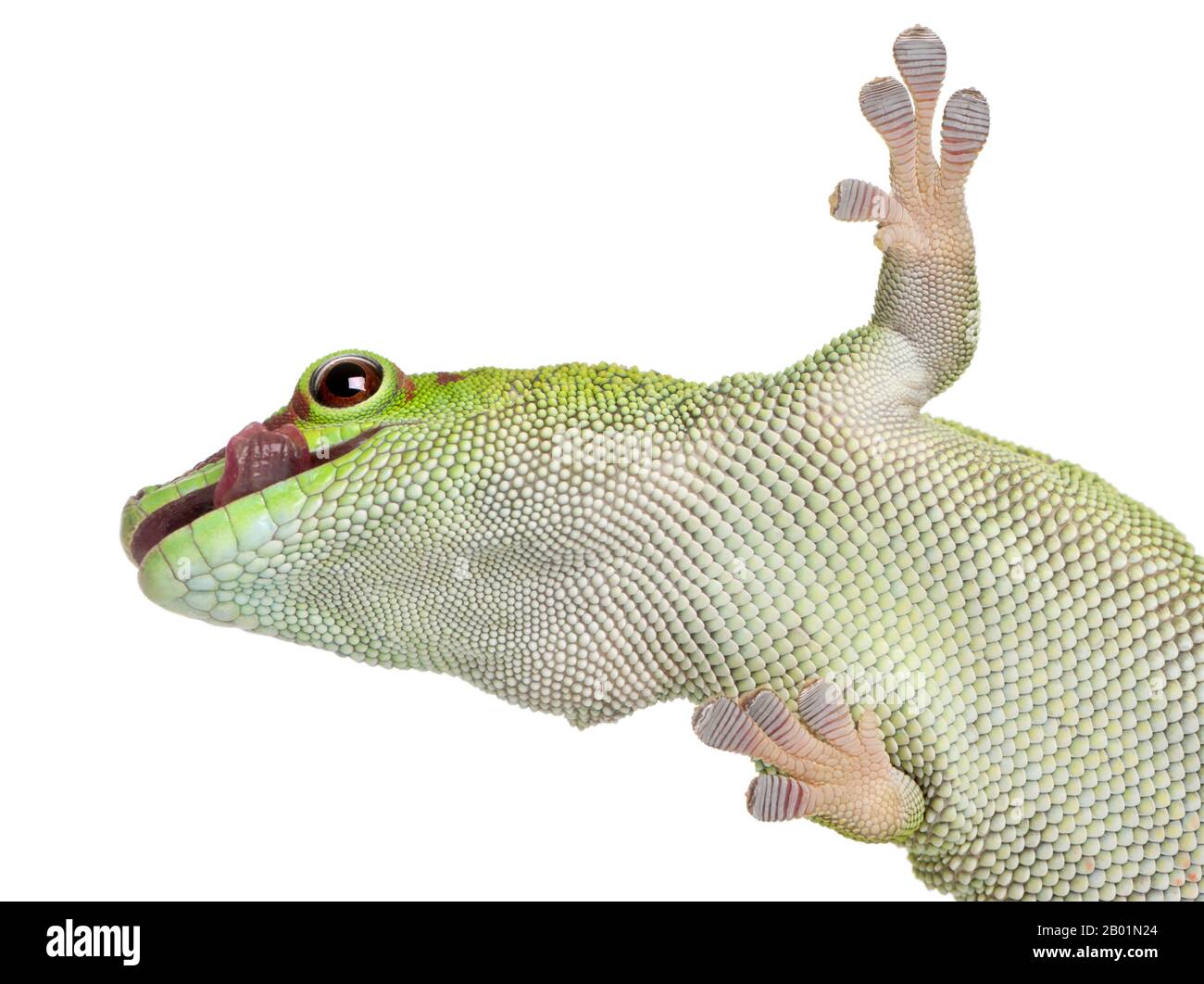 Vue à bas angle du gecko de Madagascar, Phelsuma madagascariensis grandis, 1 an, devant un fond blanc Banque D'Images