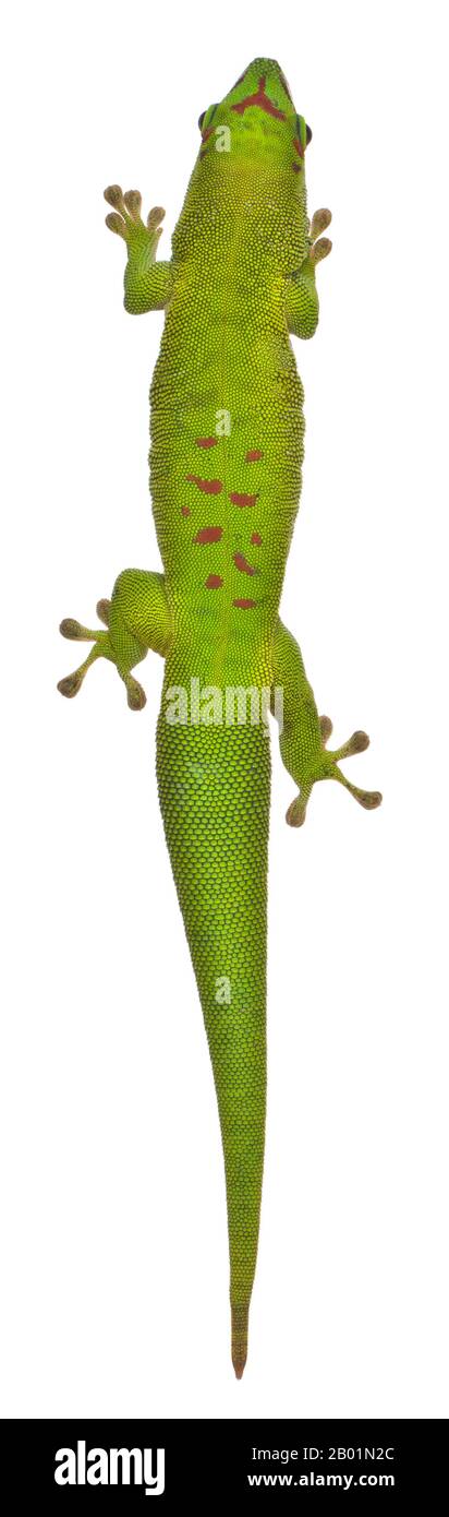 Vue en grand angle du gecko de Madagascar, Phelsuma madagascariensis grandis, 1 an, devant un fond blanc Banque D'Images