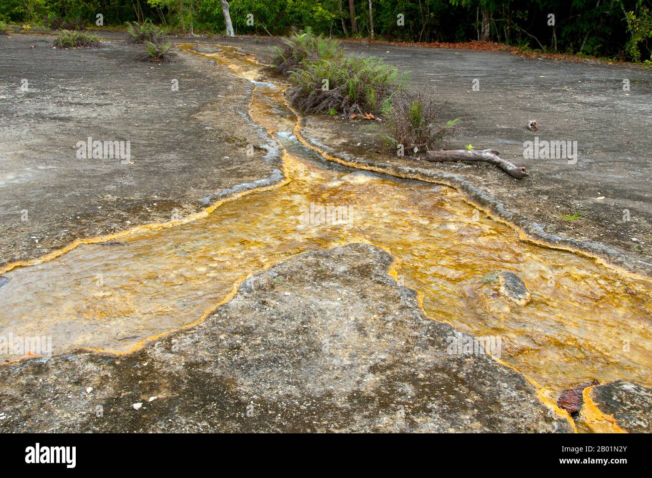 Thaïlande : Tung Tieo Forest Trail, Khao Pra - Bang Khram Wildlife Sanctuary, province de Krabi. Situé au sud-est de la ville de Krabi 18 km (11 miles) à l'est de la petite ville de Khlong Thom, Khao Pra - Bang Khram Wildlife Sanctuary est une petite zone de forêt tropicale de plaine. Populaire auprès des ornithologues, le sanctuaire abrite la rare pitta de Gurney, une espèce en voie de disparition autrefois considérée comme éteinte, mais redécouverte en très petit nombre ici et à travers la frontière dans des régions reculées du sud du Myanmar (Birmanie). Banque D'Images