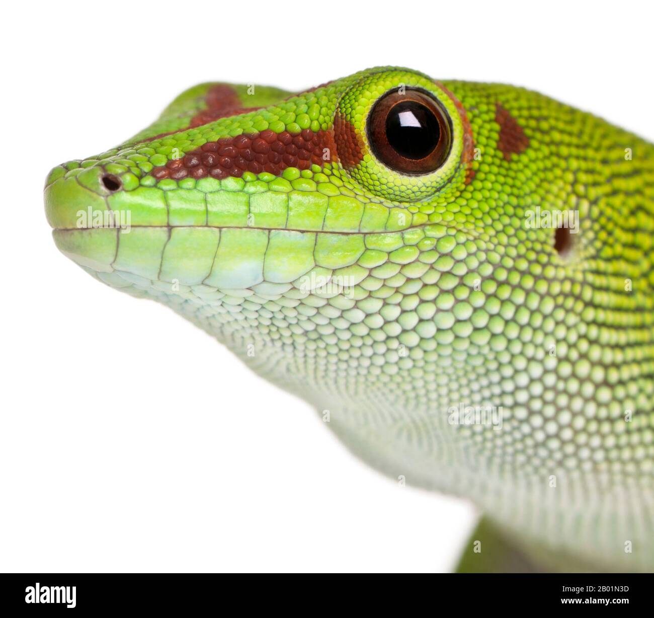 Gros plan de Madagascar jour gecko, Phelsuma madagascariensis grandis, 1 an, devant un fond blanc Banque D'Images