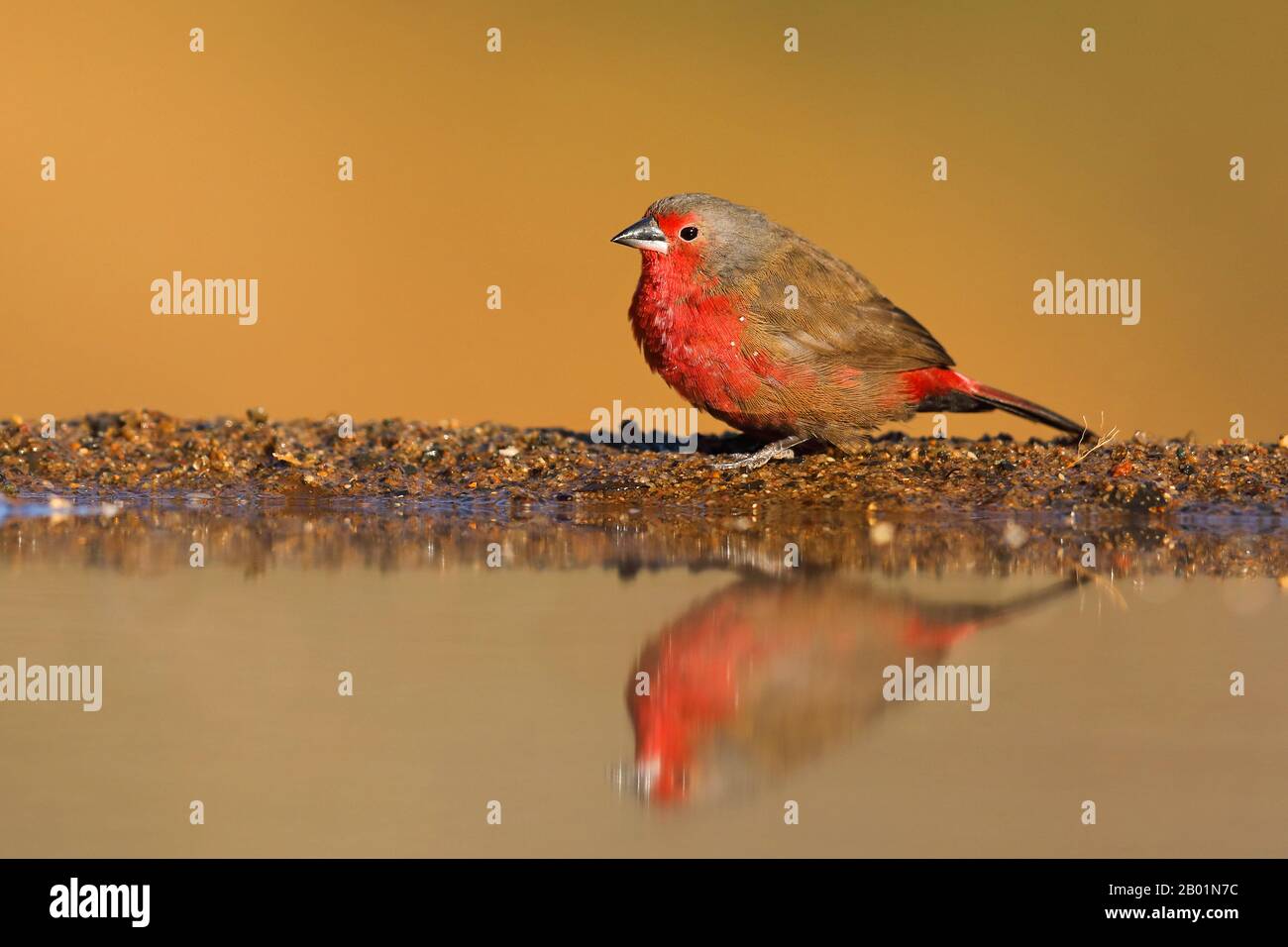 afro Fire finch (Lagonosticta rubricata), homme avec au trou d'eau, Afrique du Sud, Kwazulu-Natal, Zimanga Game Reserve Banque D'Images