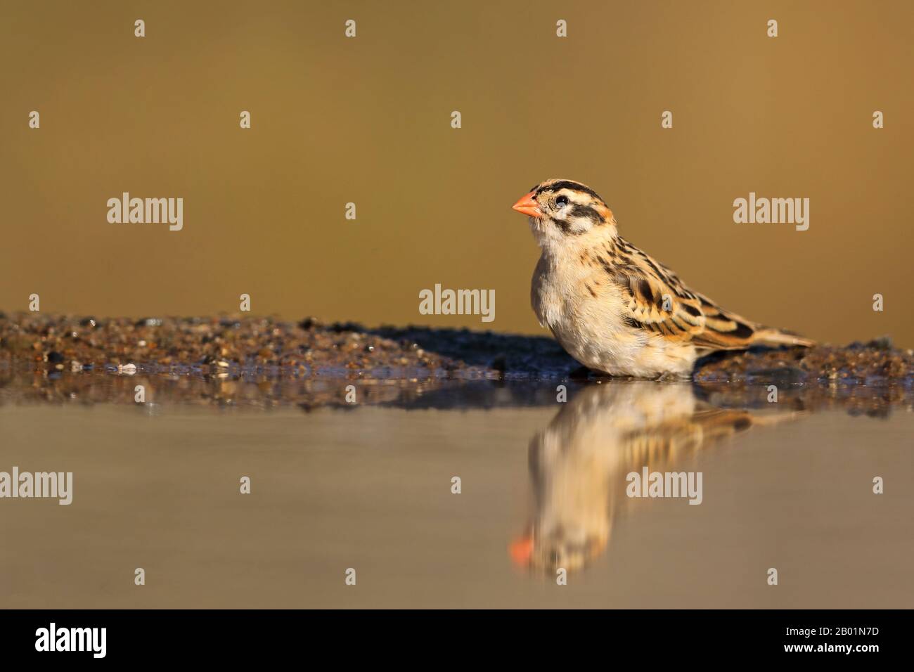 whydah (Vidua macroura), assis un trou d'eau, Afrique du Sud, KwaZulu-Natal, réserve de jeux de Zimanga Banque D'Images