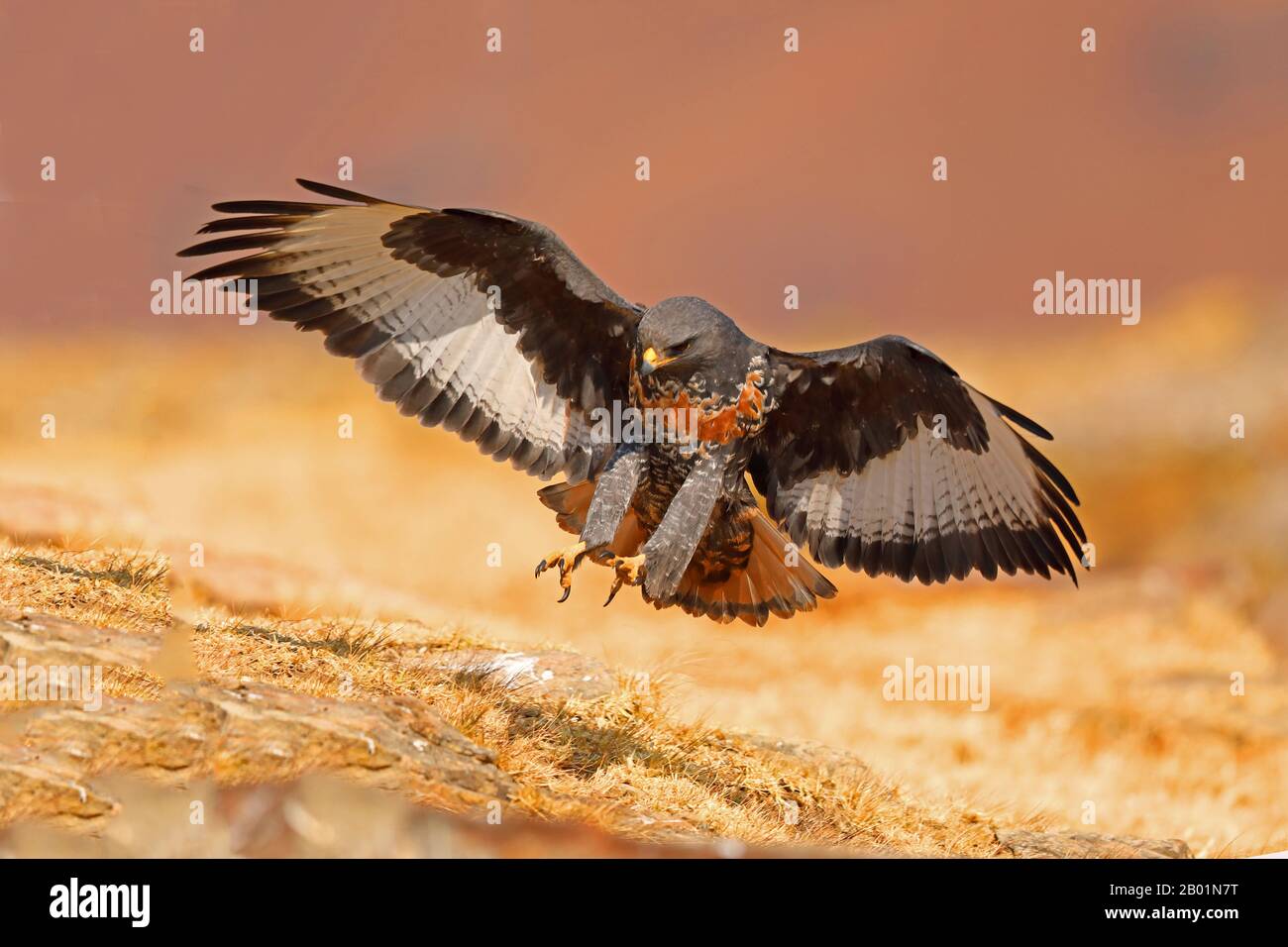 Jackal buzzard, Augur buzzard (Buteo rufofuscus), atterrissage, Afrique du Sud, Réserve de jeu du château de Giants Banque D'Images