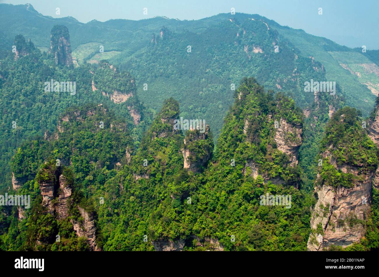 Chine : piliers et sommets de grès de quartzite, Wulingyuan Scenic Area (Zhangjiajie), province du Hunan. Wulingyuan Scenic Reserve est une zone d'intérêt pittoresque et historique dans la province du Hunan. Il est connu pour ses environ 3 100 piliers de grès quartzite, dont certains mesurent plus de 800 mètres (2 600 pieds) de hauteur et sont un type de formation karstique. En 1992, il a été désigné site du patrimoine mondial de l'UNESCO. Banque D'Images