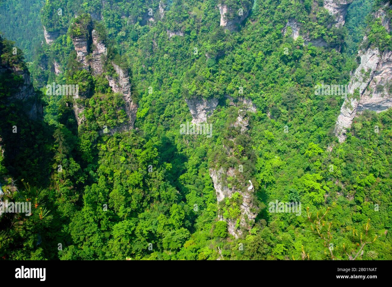 Wulingyuan Scenic Reserve (Chinois: 武陵源; pinyin: Wǔlíng Yuán) est un quartier touristique et historique de la province de Hunan. Il est noté pour ses 3 100 grands piliers de grès quartzite, dont certains sont de plus de 800 mètres (2 600 pi) de hauteur et sont un type de formation de karst. En 1992, il a été désigné site du patrimoine mondial de l'UNESCO. Banque D'Images