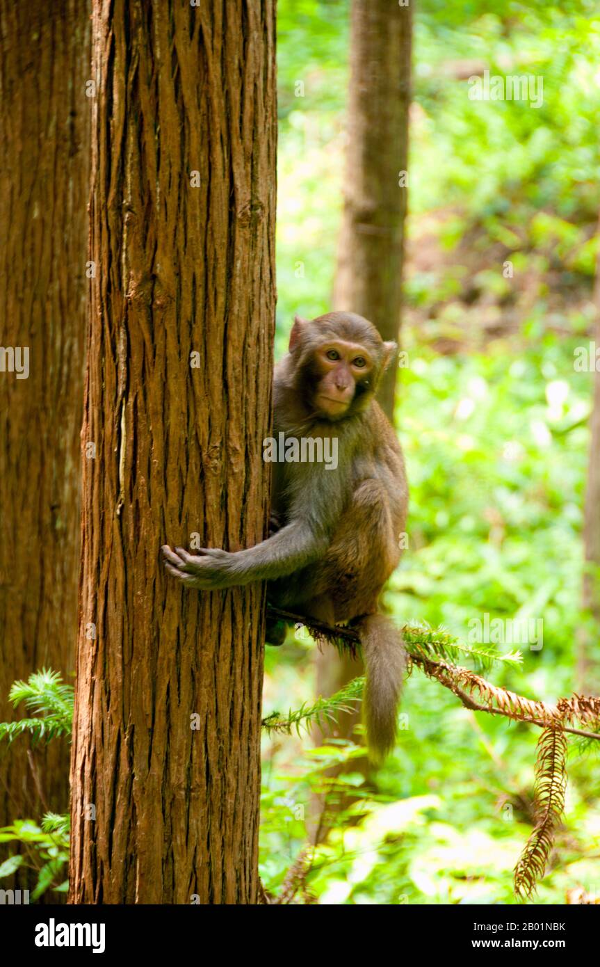 Chine : singe rhésus (Macaca mulatta), zone panoramique de Wulingyuan (Zhangjiajie), province du Hunan. Le macaque rhésus (Macaca mulatta), également appelé singe rhésus, est de couleur brune ou grise et a un visage rose, dépourvu de fourrure. Sa queue est de longueur moyenne et mesure en moyenne entre 20,7 et 22,9 cm (8,1 et 9,0 po). Les mâles adultes mesurent environ 53 cm (21 po) en moyenne et pèsent environ 7,7 kg (17 lb). Les femelles sont plus petites, mesurant en moyenne 47 cm (19 po) de longueur et pesant 5,3 kg (12 lb). Il est inscrit comme espèce de préoccupation mineure dans la liste rouge des espèces menacées de l'UICN. Banque D'Images