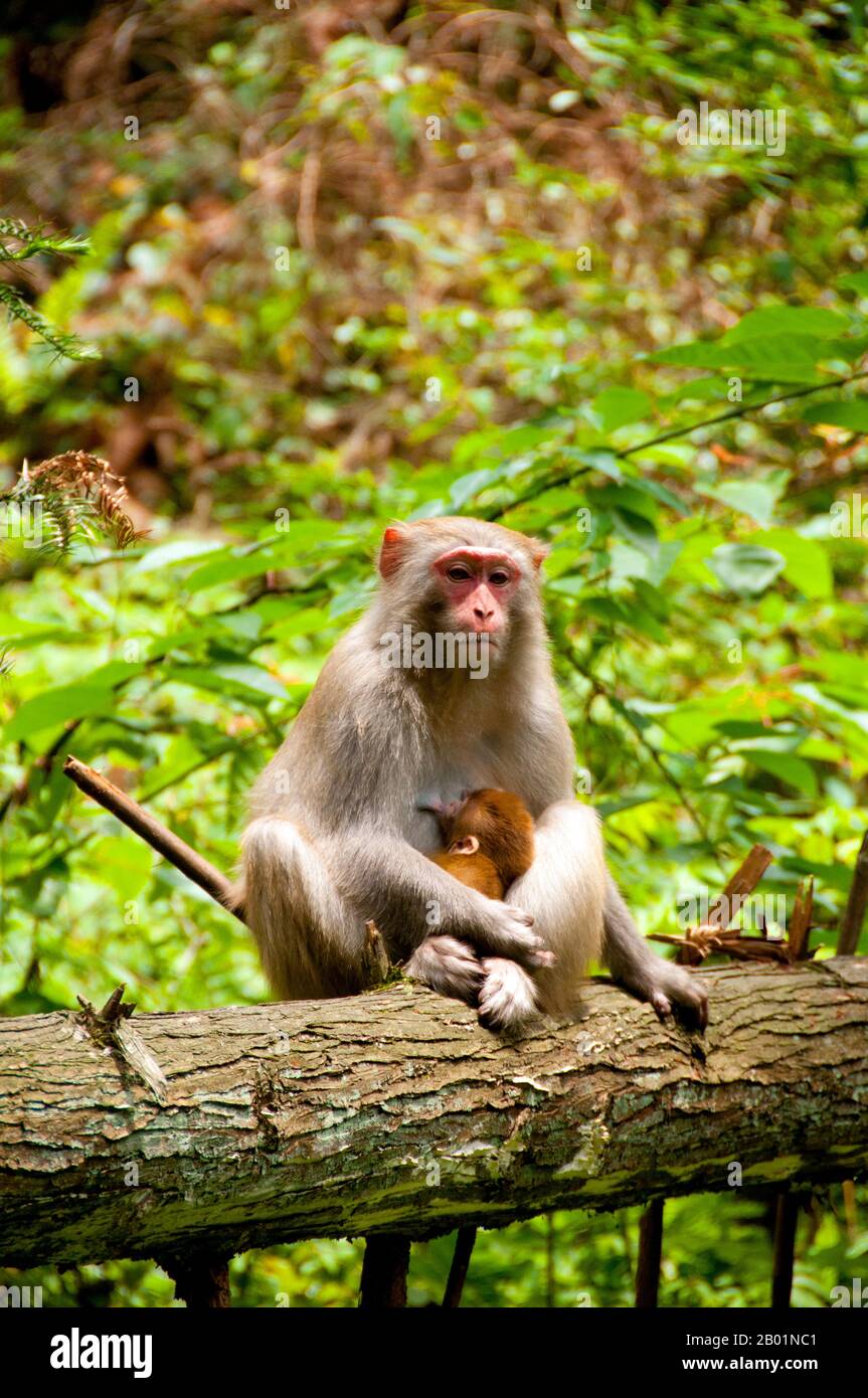 Chine : singe rhésus (Macaca mulatta), zone panoramique de Wulingyuan (Zhangjiajie), province du Hunan. Le macaque rhésus (Macaca mulatta), également appelé singe rhésus, est de couleur brune ou grise et a un visage rose, dépourvu de fourrure. Sa queue est de longueur moyenne et mesure en moyenne entre 20,7 et 22,9 cm (8,1 et 9,0 po). Les mâles adultes mesurent environ 53 cm (21 po) en moyenne et pèsent environ 7,7 kg (17 lb). Les femelles sont plus petites, mesurant en moyenne 47 cm (19 po) de longueur et pesant 5,3 kg (12 lb). Il est inscrit comme espèce de préoccupation mineure dans la liste rouge des espèces menacées de l'UICN. Banque D'Images