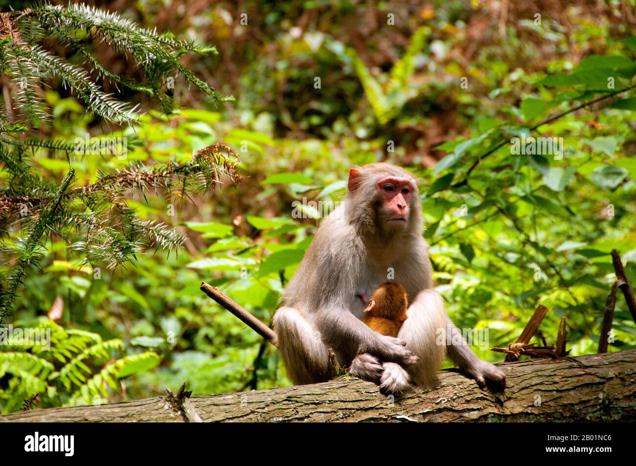 Chine : singe rhésus (Macaca mulatta), zone panoramique de Wulingyuan (Zhangjiajie), province du Hunan. Le macaque rhésus (Macaca mulatta), également appelé singe rhésus, est de couleur brune ou grise et a un visage rose, dépourvu de fourrure. Sa queue est de longueur moyenne et mesure en moyenne entre 20,7 et 22,9 cm (8,1 et 9,0 po). Les mâles adultes mesurent environ 53 cm (21 po) en moyenne et pèsent environ 7,7 kg (17 lb). Les femelles sont plus petites, mesurant en moyenne 47 cm (19 po) de longueur et pesant 5,3 kg (12 lb). Il est inscrit comme espèce de préoccupation mineure dans la liste rouge des espèces menacées de l'UICN. Banque D'Images