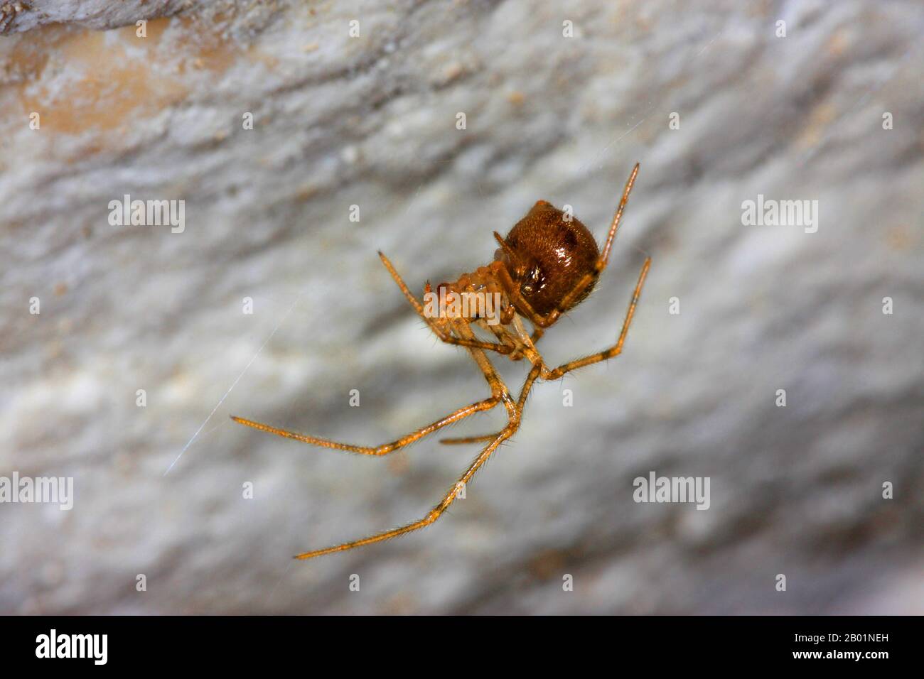 Araignée cellulaire à pieds peignés (Nesticus eremita), en toile, Allemagne Banque D'Images