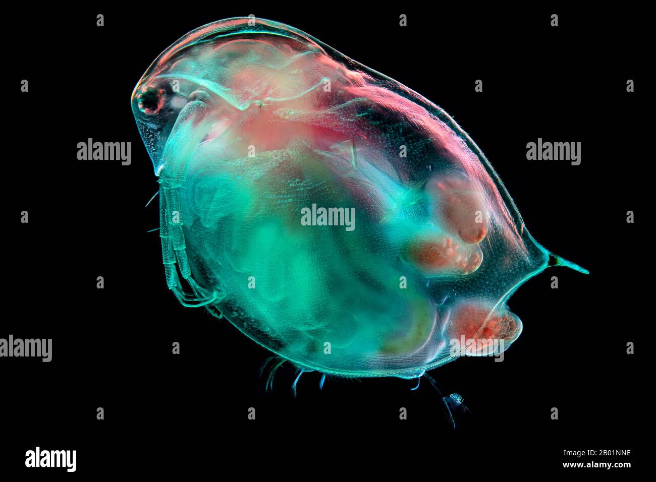 Brocante d'eau commune (Daphnia spec.), photo au microscope d'une brocante d'eau commune, naissance, Allemagne Banque D'Images