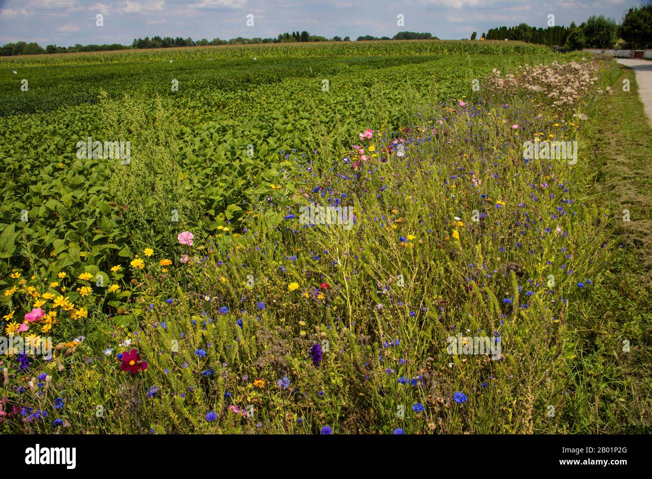 Bordure florissante dans un champ avec des plantes semées, Allemagne Banque D'Images