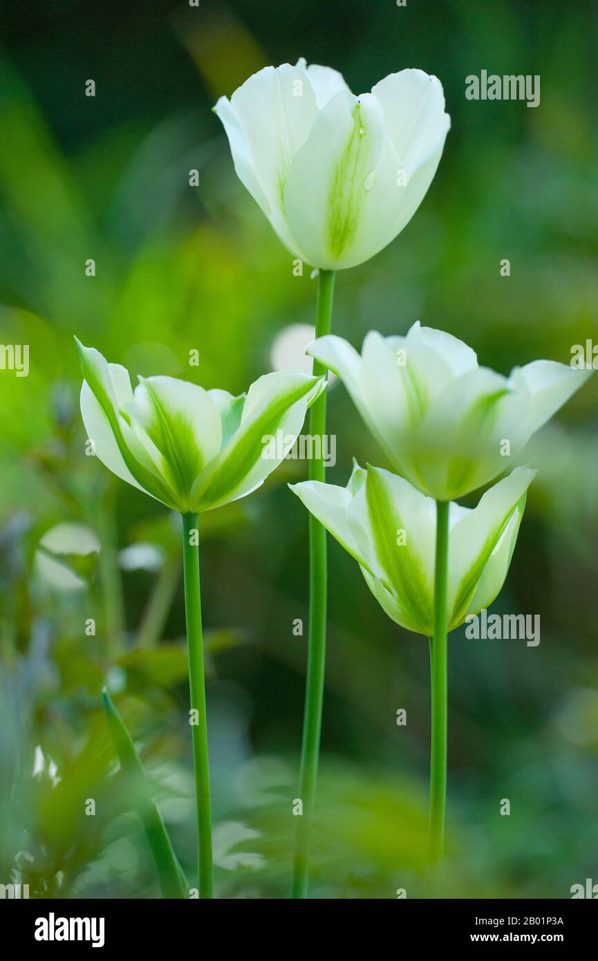 Viridiflora-Tulip (Tulipa viridiflora), floraison Banque D'Images