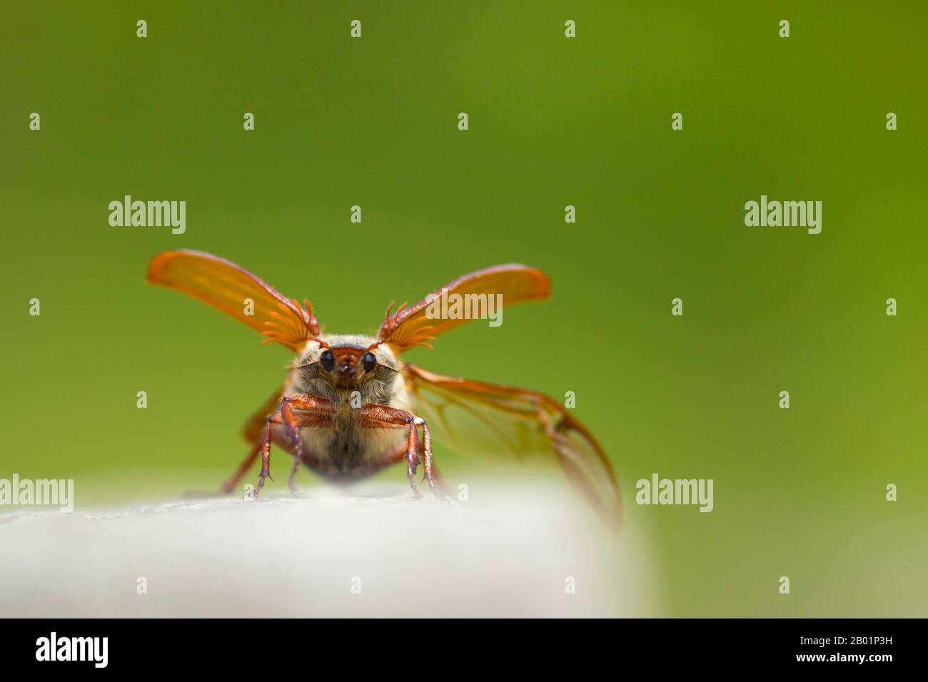 Cocarde commune, Maybug, Maycotele (Melolontha melolontha), homme avec ailes étirées, France, Rosnay Banque D'Images