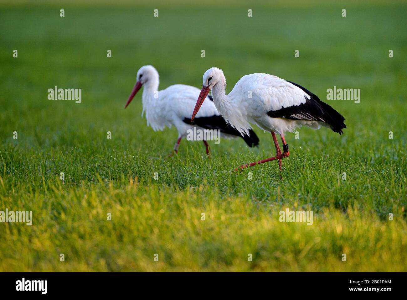 White stork (Ciconia ciconia), paire sur les aliments du bétail, Allemagne, Rhénanie-du-Nord-Westphalie, NSG Dingdener Heide Banque D'Images