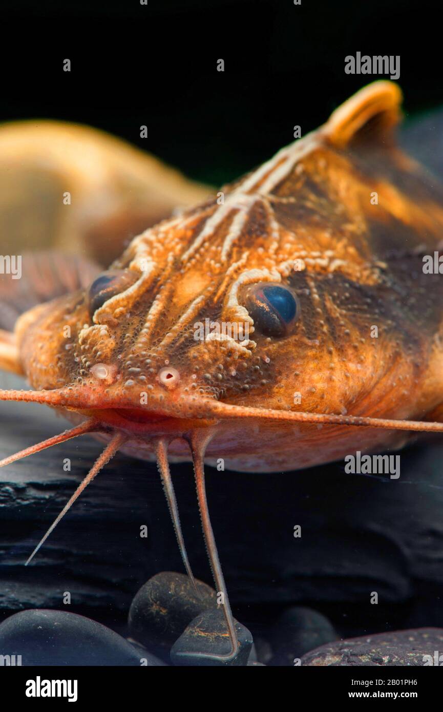 Géant Raphaël Catfish (Megalodoras uranoscopus), portrait Banque D'Images