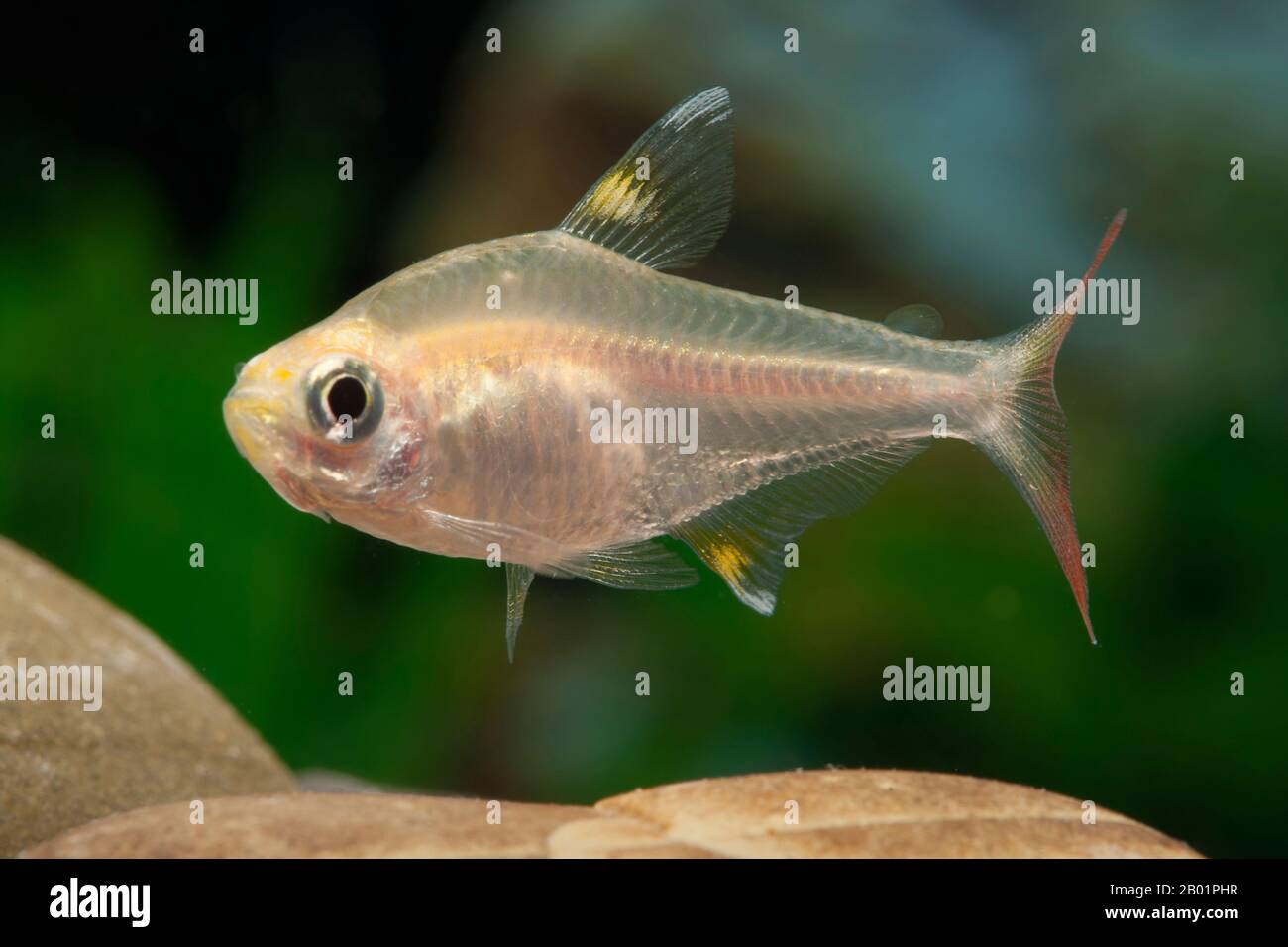 Tétra à rayons X, poisson à rayons X, primella (Pristella maxillaris, Pristella ridlei), race d'or Banque D'Images