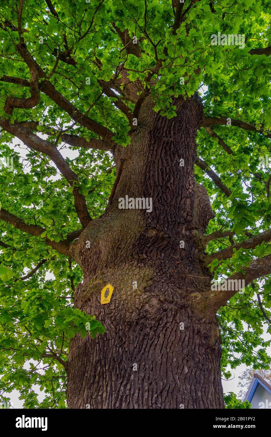 Chêne commun, chêne pedunculate, chêne anglais (Quercus robur. Quercus pedunculata), monument naturel aux jardins du palais d'Ahrensburg, Allemagne, Schleswig-Holstein, Ahrensburg Banque D'Images