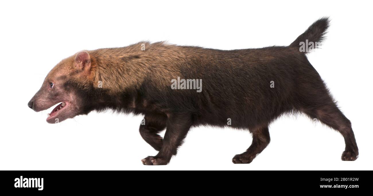 Chien de brousse, Spethos venaticus, marchant devant un fond blanc Banque D'Images