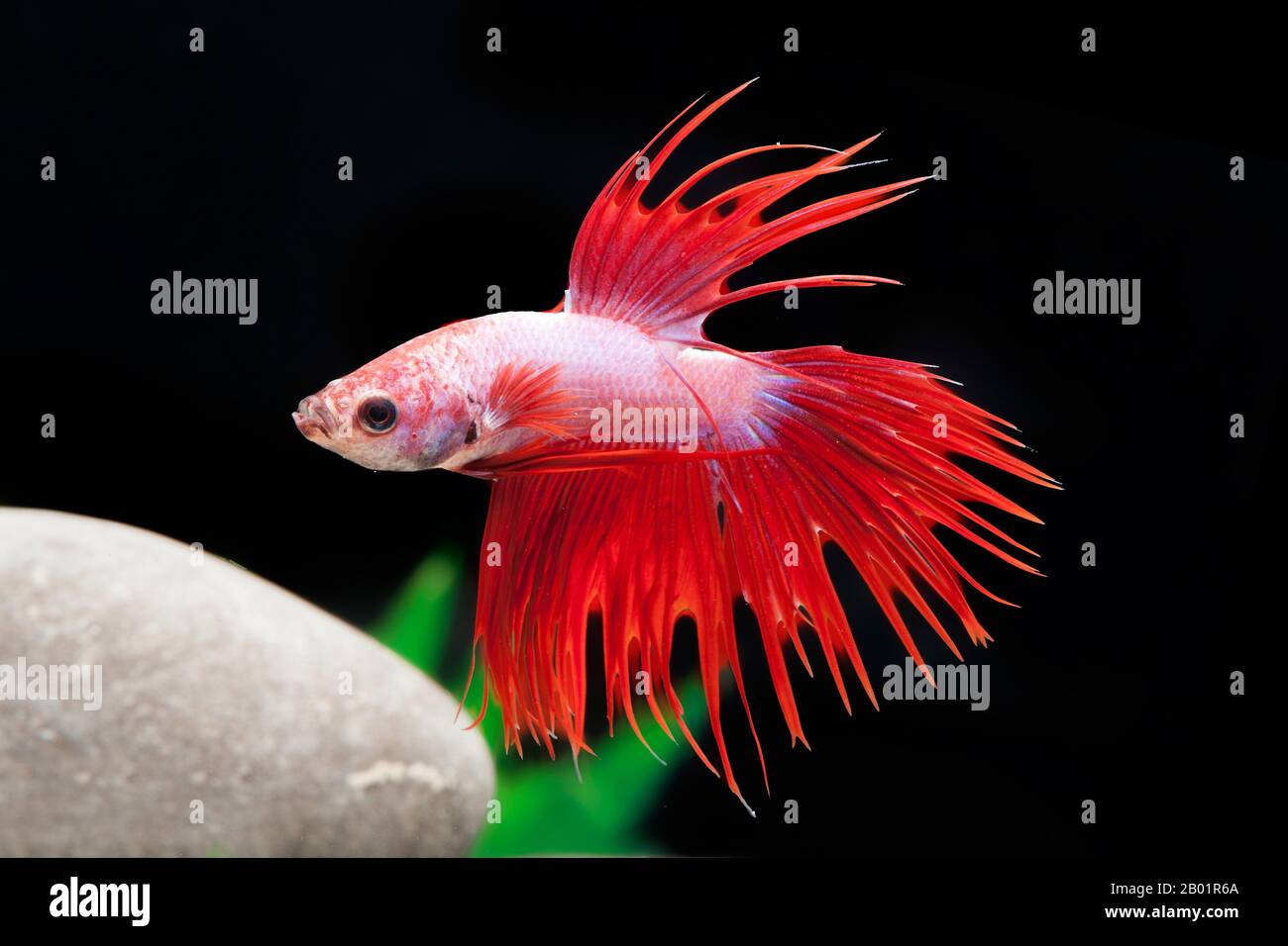 Siamese luttant contre le poisson, Siamese fighter (Betta Splendens Crowntail Green Dragon), Crowntail Green Dragon Banque D'Images