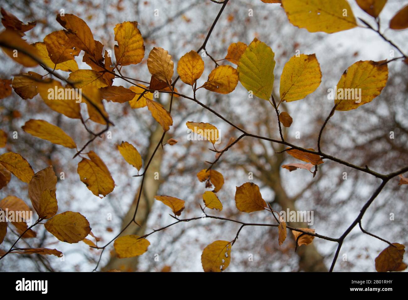 Vue vers le haut des feuilles de Beech en automne, Kinaldy, St Andrews, Fife, Écosse. Banque D'Images