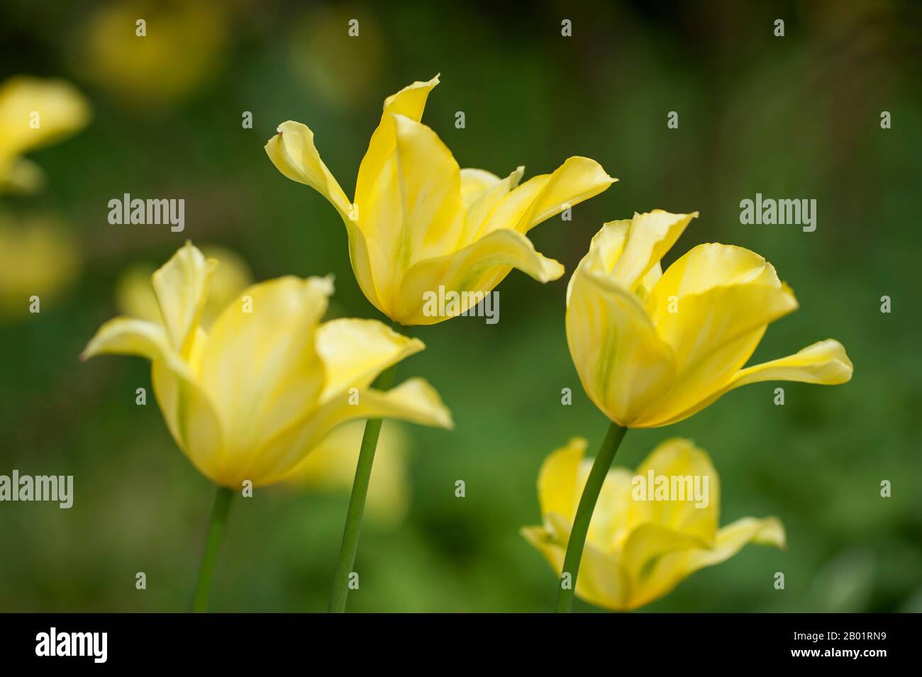 Viridiflora-Tulip (Tulipa viridiflora), floraison Banque D'Images