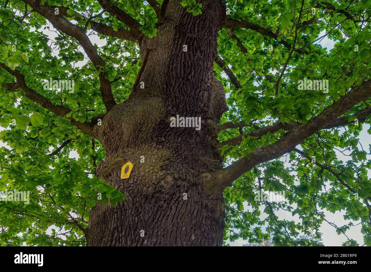 Chêne commun, chêne pedunculate, chêne anglais (Quercus robur. Quercus pedunculata), monument naturel aux jardins du palais d'Ahrensburg, Allemagne, Schleswig-Holstein, Ahrensburg Banque D'Images