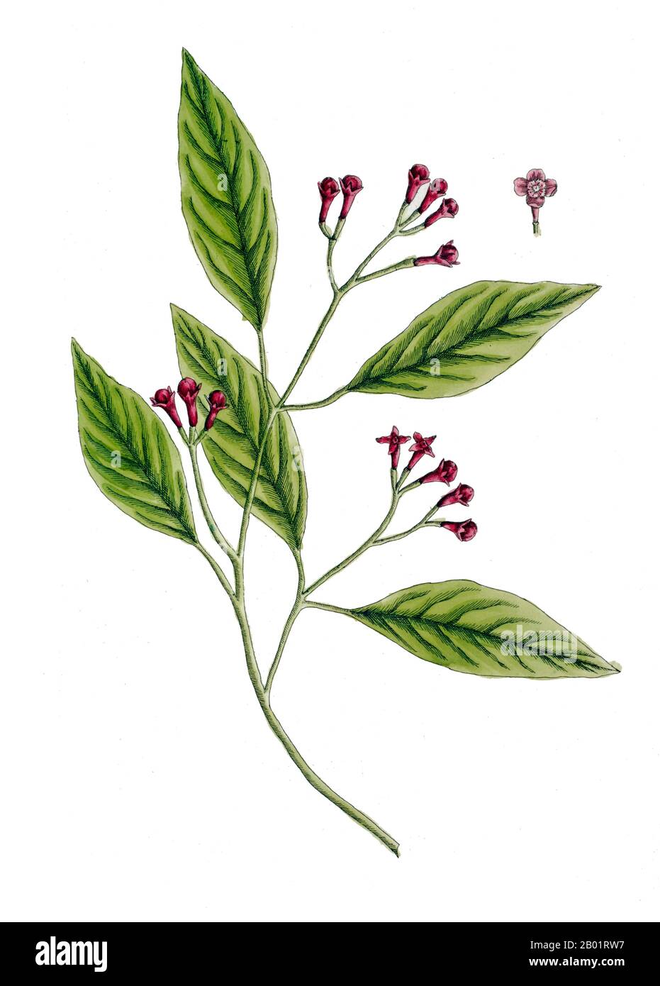 Indonésie/Royaume-Uni : 'The Clove, Carophyllus Aromaticus'. Illustration d'après une plaque d'Elizabeth Blackwell (3 février 1821 - 31 mai 1910), 1739. Les clous de girofle (Syzygium aromaticum) sont les bourgeons aromatiques séchés de fleurs d'un arbre de la famille des Myrtacées. Les clous de girofle sont originaires des îles Maluku en Indonésie et utilisés comme épice dans les cuisines du monde entier. Les clous de girofle sont récoltés principalement en Indonésie, Inde, Madagascar, Zanzibar, Pakistan, et Sri Lanka. Ils ont un effet engourdissant sur les tissus buccaux. Le clou de girofle est un arbre à feuilles persistantes qui pousse à une hauteur allant de 8-12 mètres. Banque D'Images