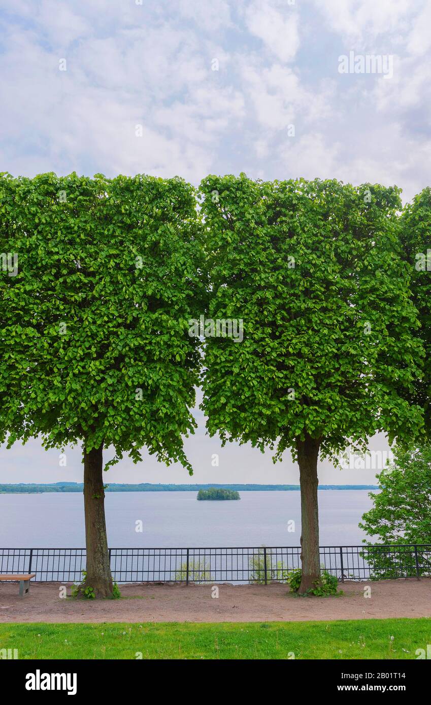 Tilleul, tilleul, tilleul (Tilia spec.), tilleul en forme de boîte dans le jardin du palais au lac Grosser Ploener See, Allemagne, Schleswig-Holstein, Ploen Banque D'Images