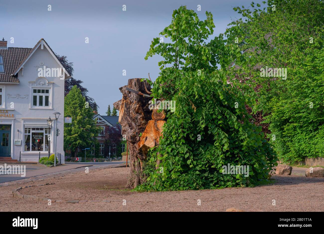 Tilleul à petits feuilles, linden de litteleaf, linden à petites feuilles (Tilia cordata), tronc arboré de tilleul à coque Bordesholmer Linde, Allemagne, Schleswig-Holstein, Bordesholm Banque D'Images