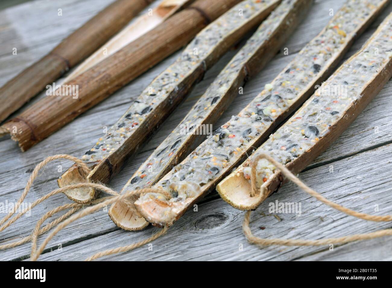 Les tiges de plantes creuses sont coupées en deux pour se remplir de nourriture d'oiseaux faite soi, en Allemagne Banque D'Images