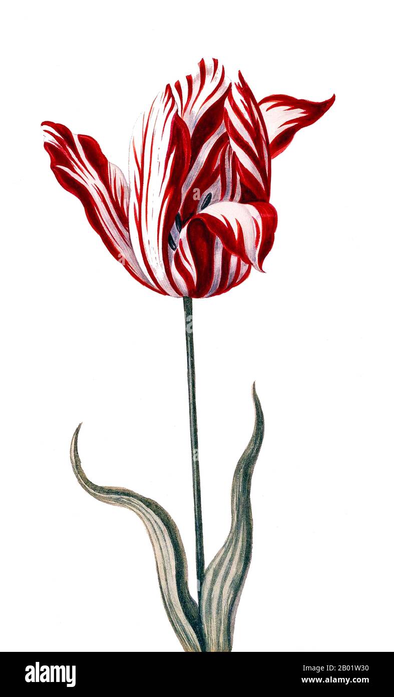 Pays-Bas/Hollande : la tulipe 'Semper Augustus' (tulipe cassante, malade par Potyvirus). Aquarelle par un artiste inconnu, v. 1600s. Tulip mania ou tulipomania (noms néerlandais : tulpenmanie, tulpomanie, tulpenwoede, tulpengekte et bollengekte) est une période de l'âge d'or néerlandais au cours de laquelle les prix contractuels des bulbes de la tulipe récemment introduite ont atteint des niveaux extraordinairement élevés et se sont soudainement effondrés. Au plus fort de la manie des tulipes, en février 1637, certains bulbes de tulipes simples se vendaient pour plus de 10 fois le revenu annuel d'un artisan qualifié. Banque D'Images