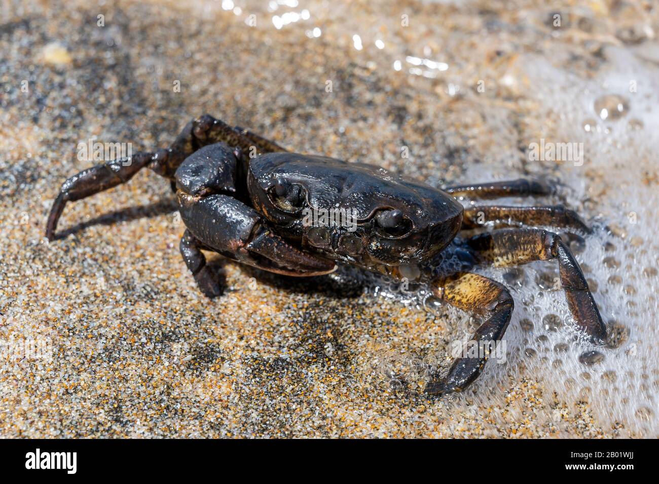 Crabe noir sur la plage avec mousse blanche sur la mer Noire. Banque D'Images