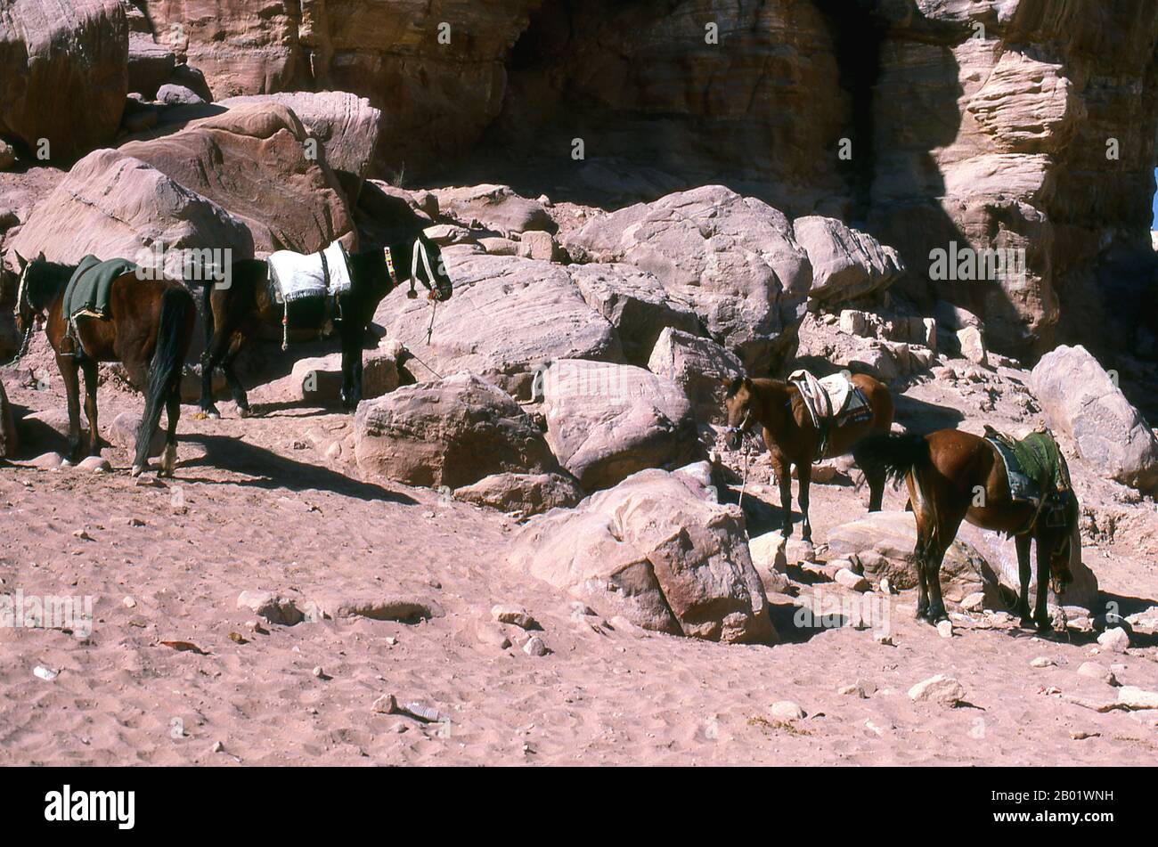 Jordanie : des chevaux prêts à emmener les visiteurs dans le Siq (puits) et sur l'ancienne ville de Pétra. Pétra a été établie pour la première fois comme une ville par les Arabes nabatéens au IVe siècle av. J.-C., et doit sa naissance et sa prospérité au fait qu'elle était le seul endroit avec une eau claire et abondante entre les centres commerciaux du Hijaz de la Mecque et Médine, et la Palestine. Creusée directement dans les crêtes de grès nubiennes du désert du sud de la Jordanie, il semble probable que - compte tenu de son excellente position défensive et de ses bonnes réserves d'eau - Petra a été continuellement occupée dès l'époque paléolithique. Banque D'Images