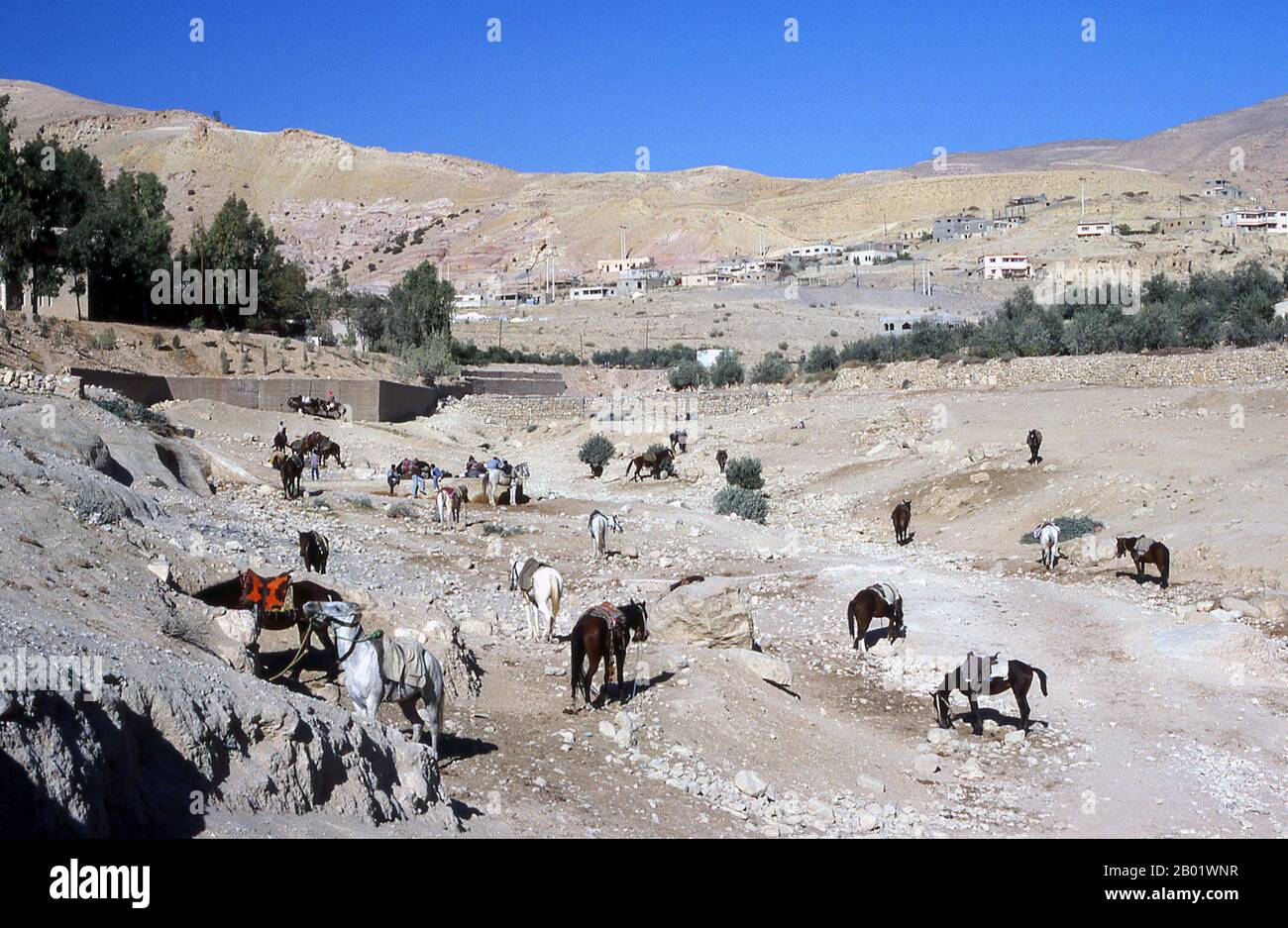 Jordanie : des chevaux prêts à emmener les visiteurs dans le Siq (puits) et sur l'ancienne ville de Pétra. Pétra a été établie pour la première fois comme une ville par les Arabes nabatéens au IVe siècle av. J.-C., et doit sa naissance et sa prospérité au fait qu'elle était le seul endroit avec une eau claire et abondante entre les centres commerciaux du Hijaz de la Mecque et Médine, et la Palestine. Creusée directement dans les crêtes de grès nubiennes du désert du sud de la Jordanie, il semble probable que - compte tenu de son excellente position défensive et de ses bonnes réserves d'eau - Petra a été continuellement occupée dès l'époque paléolithique. Banque D'Images