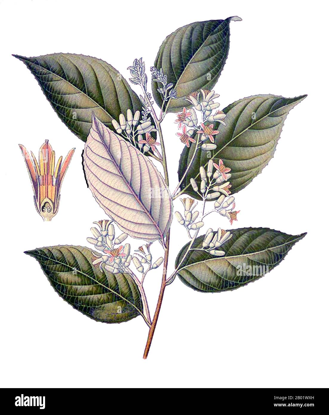 Indonésie : Styrax Benzoin ou 'Gum Benjamin', dont la résine est utilisée dans la fabrication de certaines variétés d'encens. Illustration tirée du Medizinal-Pflanzen de Franz Eugen Köhler, 1897. Styrax benzoin, ou l'arbre de résine benzoin, est une espèce d'arbre originaire de Sumatra en Indonésie. Les noms communs de l'arbre comprennent l'arbre de benjamin de gomme, loban (en arabe), kemenyan (en Indonésie et en Malaisie), onycha, et l'arbre de benzoïne de Sumatra. La résine benzoïne, exsudation séchée de l'écorce percée, est actuellement produite à partir de diverses espèces de Styrax originaires de Sumatra, Java et Thaïlande. Banque D'Images