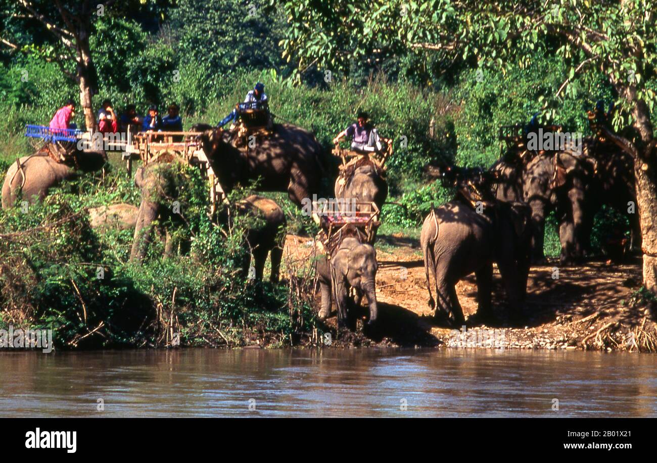 Thaïlande : trekking à éléphant tôt le matin à côté de la rivière Pai près de Mae Hong son, dans le nord de la Thaïlande. Autrefois l'une des provinces les plus reculées de Thaïlande, Mae Hong son est maintenant facilement accessible par avion depuis Chiang mai, ainsi que par une merveilleuse boucle en passant par Mae Sariang et retour via Pai et Soppong - ou vice versa. Singulièrement isolée, Mae Hong son n’est pas encore très développée. Les citadins peuvent être des citoyens de Thaïlande, mais la plupart sont Shan, Karen, Yunnanese Chinois ou tribus des collines. Les temples sont de style birman, et le rythme de la vie étonnamment tranquille. Banque D'Images