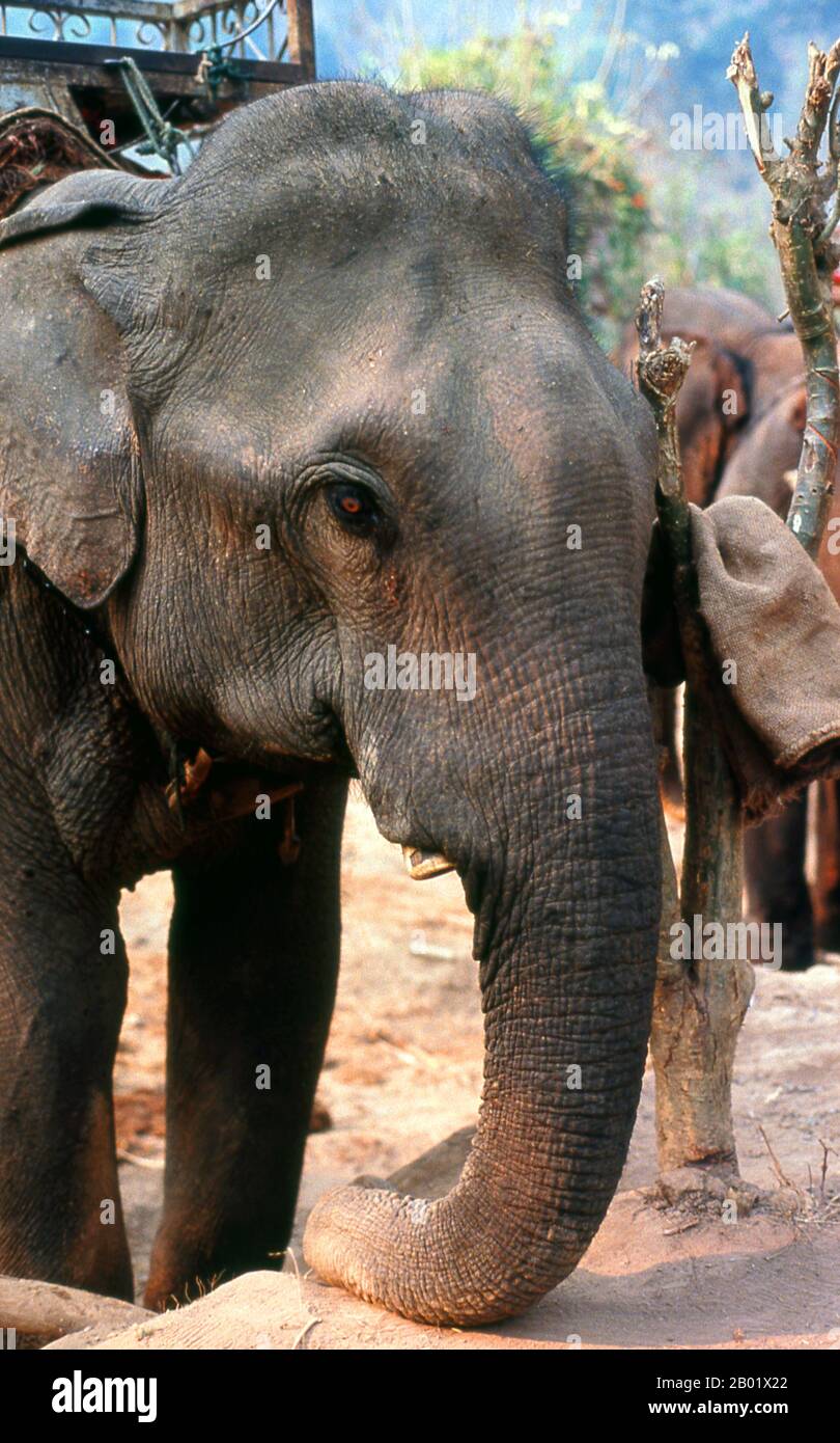 Thaïlande : trekking à éléphant tôt le matin à côté de la rivière Pai près de Mae Hong son, dans le nord de la Thaïlande. Autrefois l'une des provinces les plus reculées de Thaïlande, Mae Hong son est maintenant facilement accessible par avion depuis Chiang mai, ainsi que par une merveilleuse boucle en passant par Mae Sariang et retour via Pai et Soppong - ou vice versa. Singulièrement isolée, Mae Hong son n’est pas encore très développée. Les citadins peuvent être des citoyens de Thaïlande, mais la plupart sont Shan, Karen, Yunnanese Chinois ou tribus des collines. Les temples sont de style birman, et le rythme de la vie étonnamment tranquille. Banque D'Images