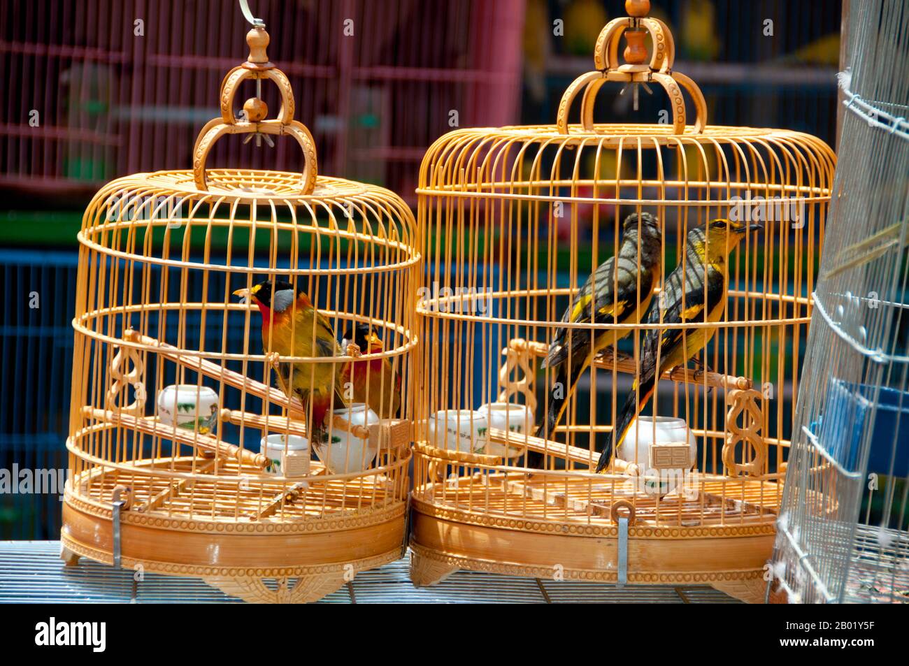 Chine : oiseaux à vendre au marché aux oiseaux et aux fleurs dans le vieux quartier musulman sur Jingxing Road au large de Zheng Yi Road, Kunming, province du Yunnan. Construit sur les rives du lac Dian et entouré de montagnes calcaires, Kunming était une importante route commerciale ancienne entre le Tibet, la Chine et l'Asie du Sud-est. La ville, alors appelée Yunnanfu, a souffert des mains du chef rebelle du Wenxiu, le sultan de Dali, qui a attaqué et assiégé la ville à plusieurs reprises entre 1858 et 1868, rasant la plupart des temples bouddhistes de la ville. Banque D'Images