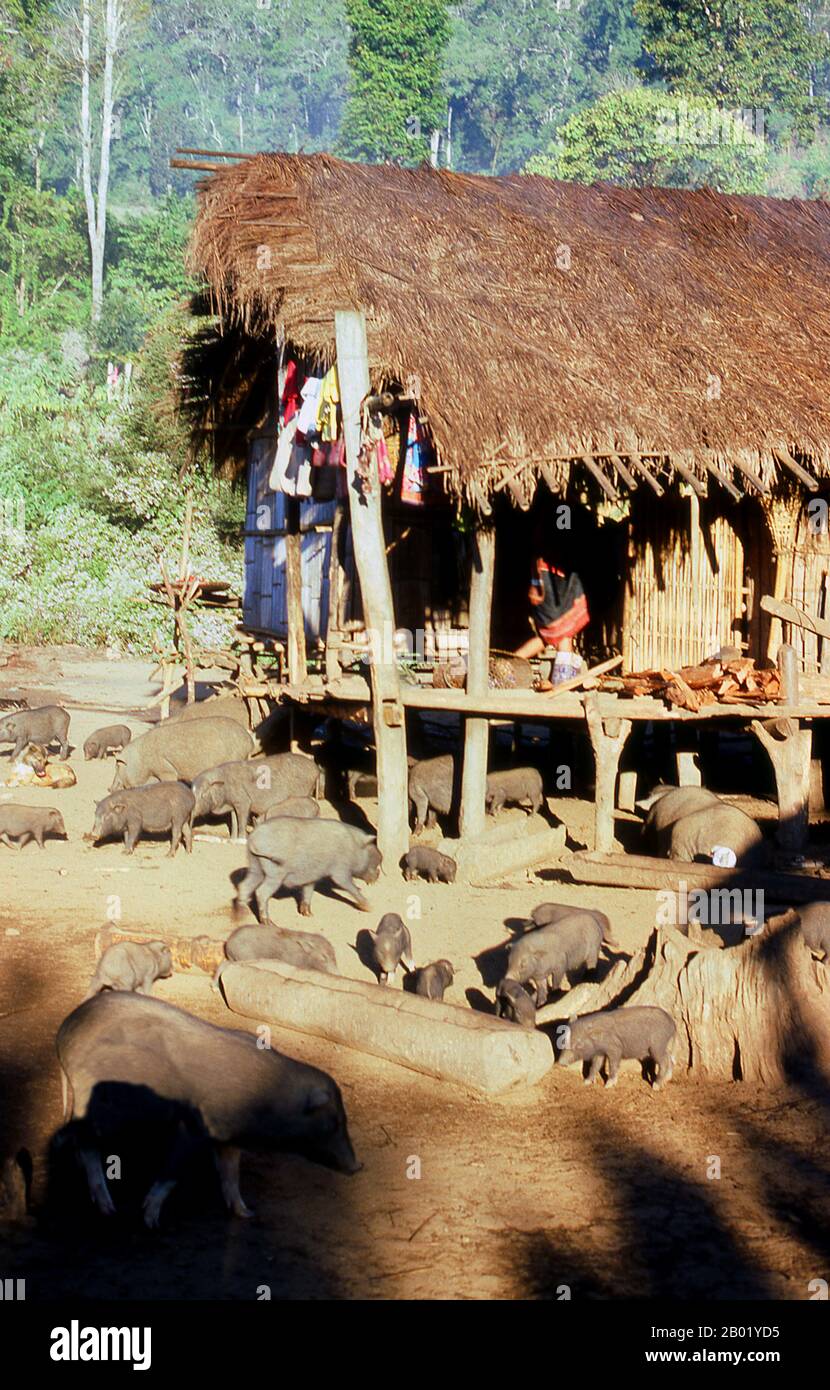 Thaïlande : Maison Lahu près de Pai, province de Mae Hong son, nord de la Thaïlande. Les Lahu (Ladhulsi ou Kawzhawd ; la Hủ) sont un groupe ethnique de l'Asie du Sud-est et de la Chine. Ils sont l'un des 56 groupes ethniques officiellement reconnus par la République populaire de Chine, où environ 450 000 vivent dans la province du Yunnan. On estime que 150 000 personnes vivent en Birmanie. En Thaïlande, les Lahu sont l'une des six principales tribus montagnardes ; leur population est estimée à environ 100 000 habitants. Les Tai se réfèrent souvent à eux par l'exonyme 'Mussur' ou chasseur. Environ 10 000 vivent au Laos. Ils sont l'un des 54 groupes ethniques au Vietnam. Banque D'Images Thaïlande : Maison Lahu près de Pai, province de Mae Hong son, nord de la Thaïlande. Les Lahu (Ladhulsi ou Kawzhawd ; la Hủ) sont un groupe ethnique de l'Asie du Sud-est et de la Chine. Ils sont l'un des 56 groupes ethniques officiellement reconnus par la République populaire de Chine, où environ 450 000 vivent dans la province du Yunnan. On estime que 150 000 personnes vivent en Birmanie. En Thaïlande, les Lahu sont l'une des six principales tribus montagnardes ; leur population est estimée à environ 100 000 habitants. Les Tai se réfèrent souvent à eux par l'exonyme 'Mussur' ou chasseur. Environ 10 000 vivent au Laos. Ils sont l'un des 54 groupes ethniques au Vietnam. Banque D'Images