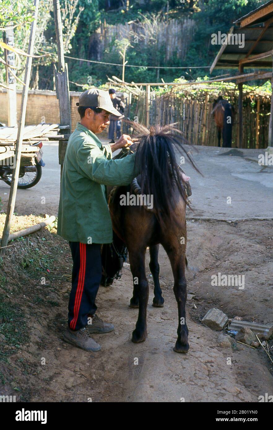 Thaïlande : un muleteer prépare sa mule pour un trek à travers les collines du Triangle d'Or, Doi Mae Salong, province de Chiang Rai. Les muletiers chinois rudes et indomptables connus des Birmans sous le nom de Panthay, et des Thaï et des Lao sous le nom de Haw ou Chin Haw, étaient - et sont généralement encore - les maîtres du Triangle d'Or. Certes, ils étaient d'excellents commerçants, pénétrant dans les étendues les plus reculées des territoires interdits tels que les États de Wa, tandis que dans le même temps leurs caravanes mules, chargées de tout, des pierres précieuses et du jade aux poêles d'opium et de cuivre, marchaient jusqu'à Luang Prabang. Banque D'Images