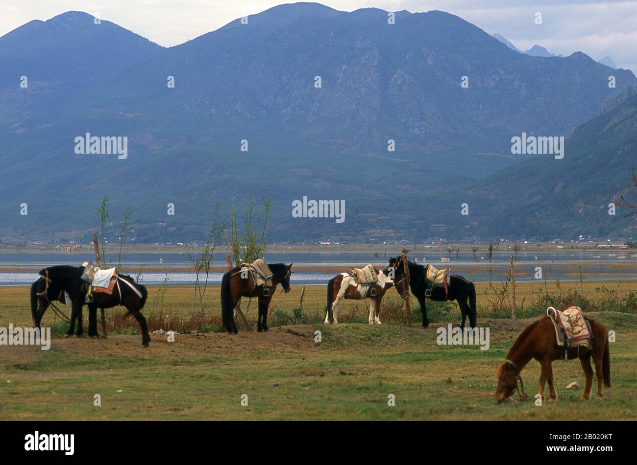 Chine : chevaux attachés dans le parc des zones humides Lashihai (lac Lashi), près de Lijiang, province du Yunnan. Le lac Lashi (Lashihai), à une altitude de 2500 mètres (8 200 pieds), est le plus grand lac montagneux du comté de Lijiang, dans la province du Yunnan. Pas moins de 57 espèces d'oiseaux migrateurs utilisent le lac, y compris les cygnes blancs et les grues à col noir. Banque D'Images