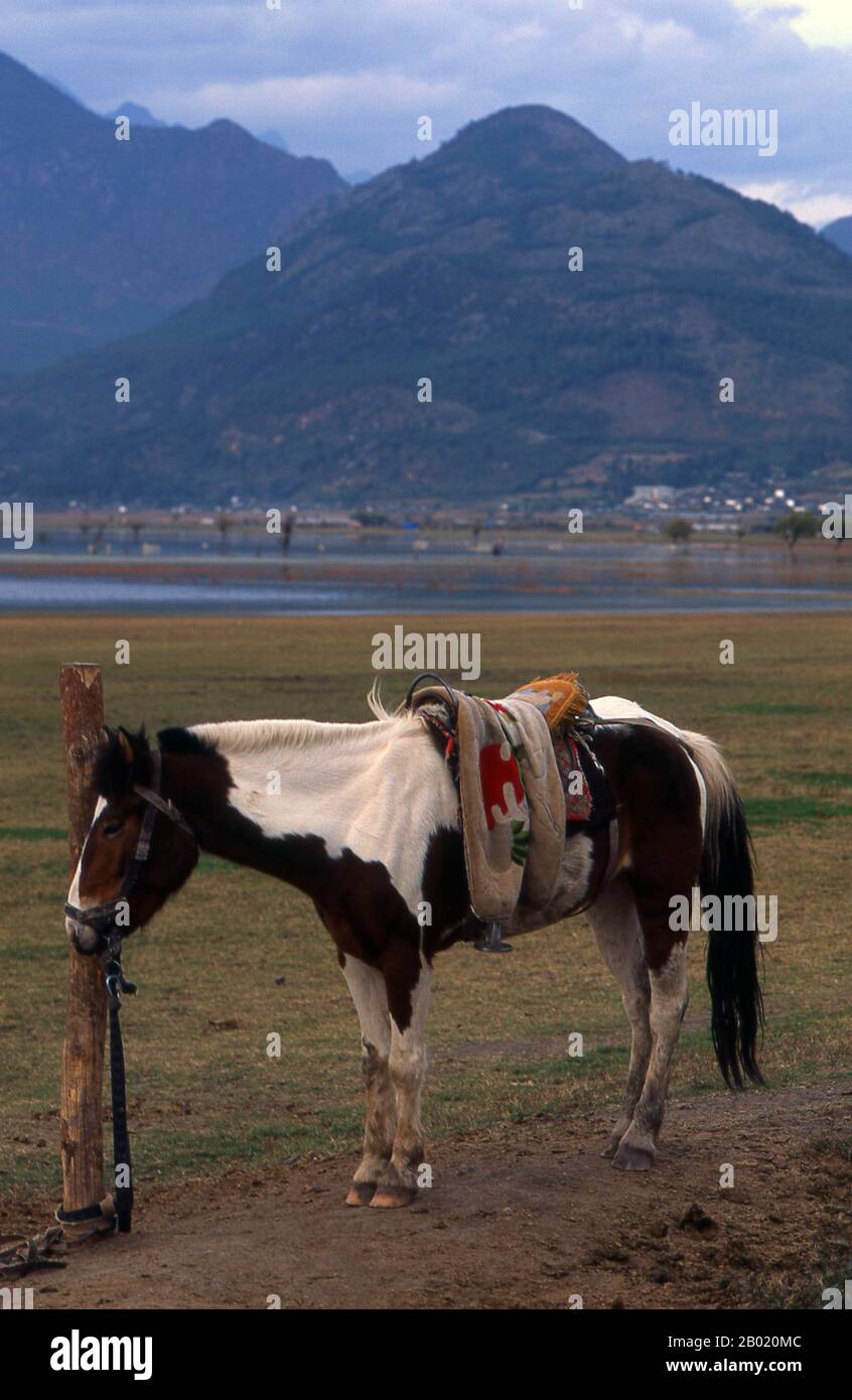 Chine : chevaux attachés dans le parc des zones humides Lashihai (lac Lashi), près de Lijiang, province du Yunnan. Le lac Lashi (Lashihai), à une altitude de 2500 mètres (8 200 pieds), est le plus grand lac montagneux du comté de Lijiang, dans la province du Yunnan. Pas moins de 57 espèces d'oiseaux migrateurs utilisent le lac, y compris les cygnes blancs et les grues à col noir. Banque D'Images