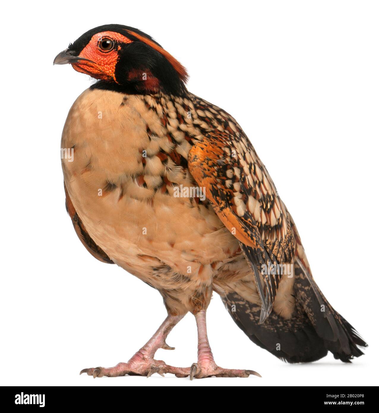 Tragopan de Cabot, Tragopan caloti, debout devant un fond blanc Banque D'Images