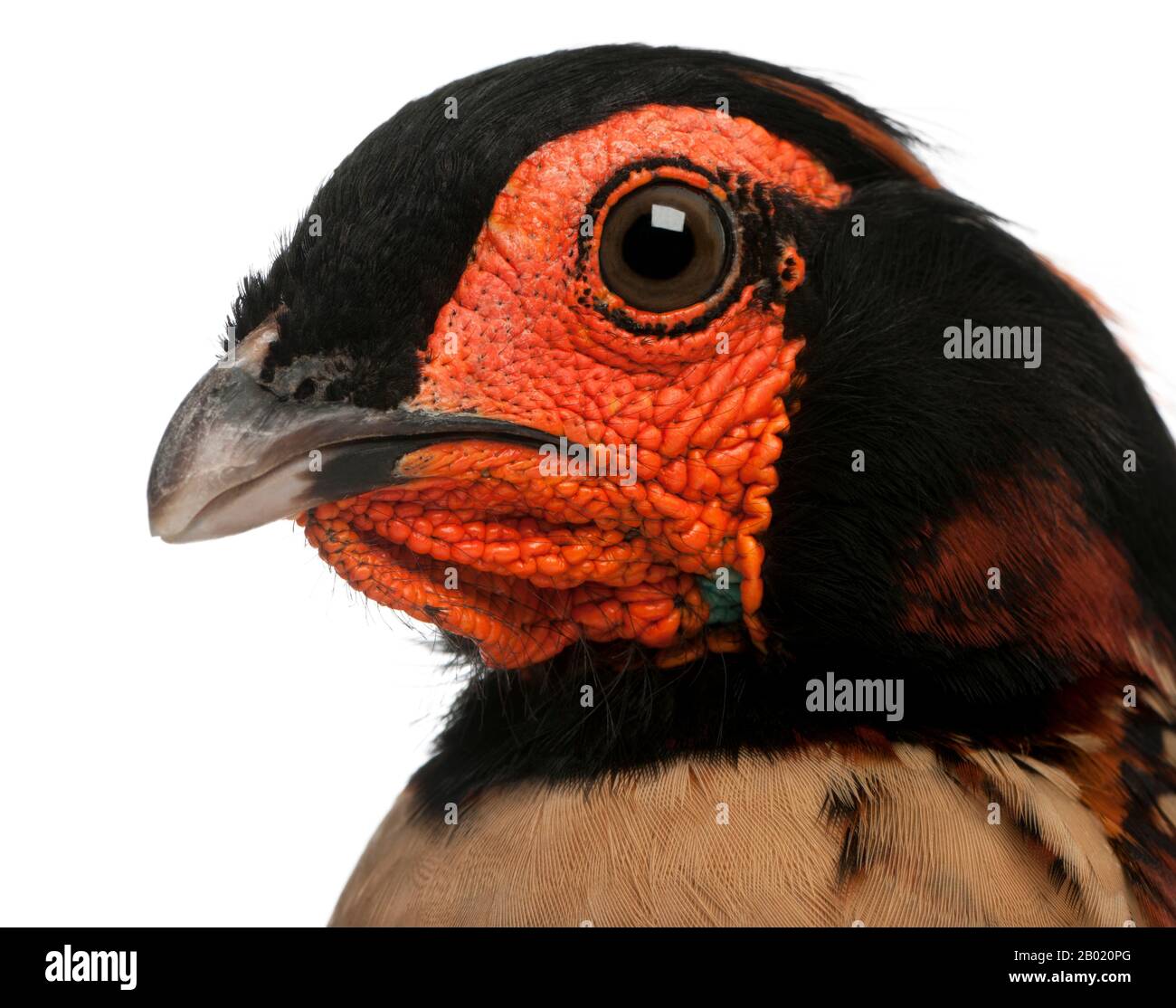 Gros plan sur le Tragopan de Cabot, Tragopan caloti, devant un fond blanc Banque D'Images