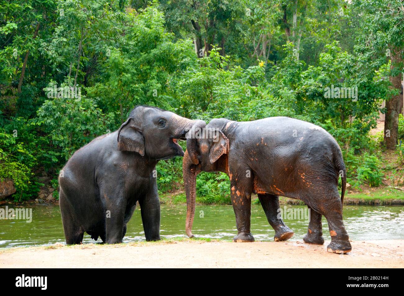 Thaïlande : les éléphants luttent au zoo de Khao Khieo, province de Chonburi. L'éléphant d'Asie (Elephas maximus) est la seule espèce vivante du genre Elephas et est distribué dans tout le sous-continent et l'Asie du Sud-est, de l'Inde à l'ouest jusqu'à Bornéo à l'est. Les éléphants d'Asie sont le plus grand animal terrestre vivant d'Asie. Il y a environ 2 600 éléphants vivant en Thaïlande, la majorité étant domestiquée. Banque D'Images