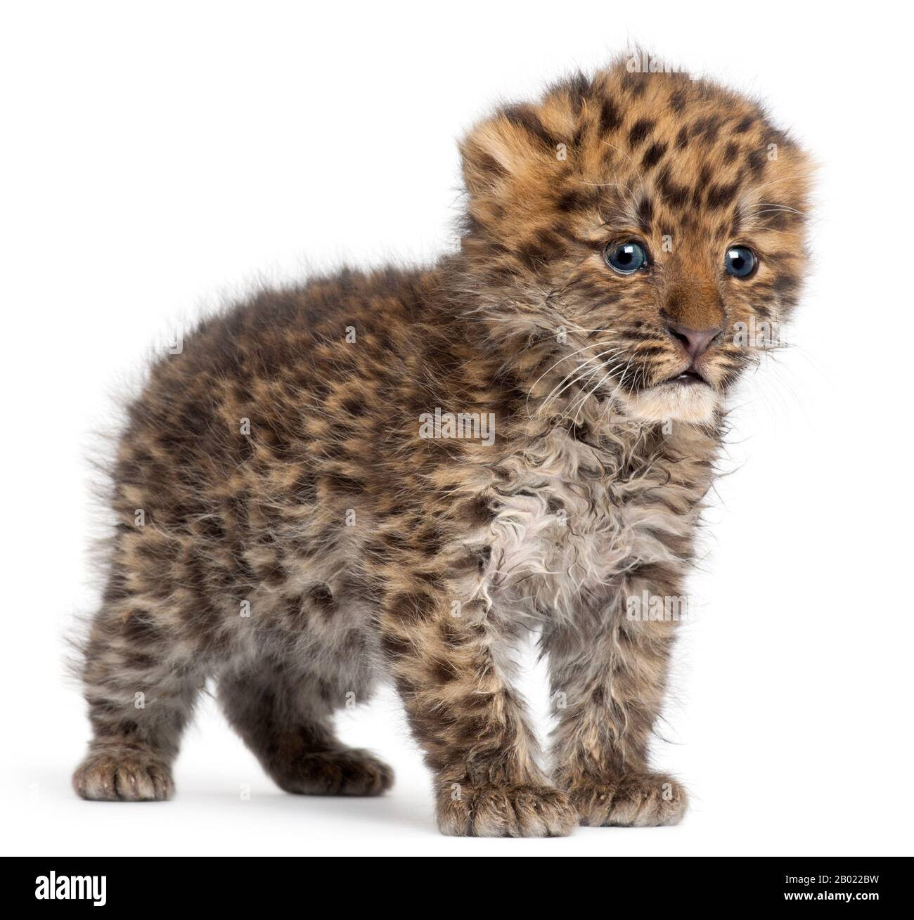 Amur léopard cub, Panthera pardus orientalis, 6 semaines, devant un fond blanc Banque D'Images