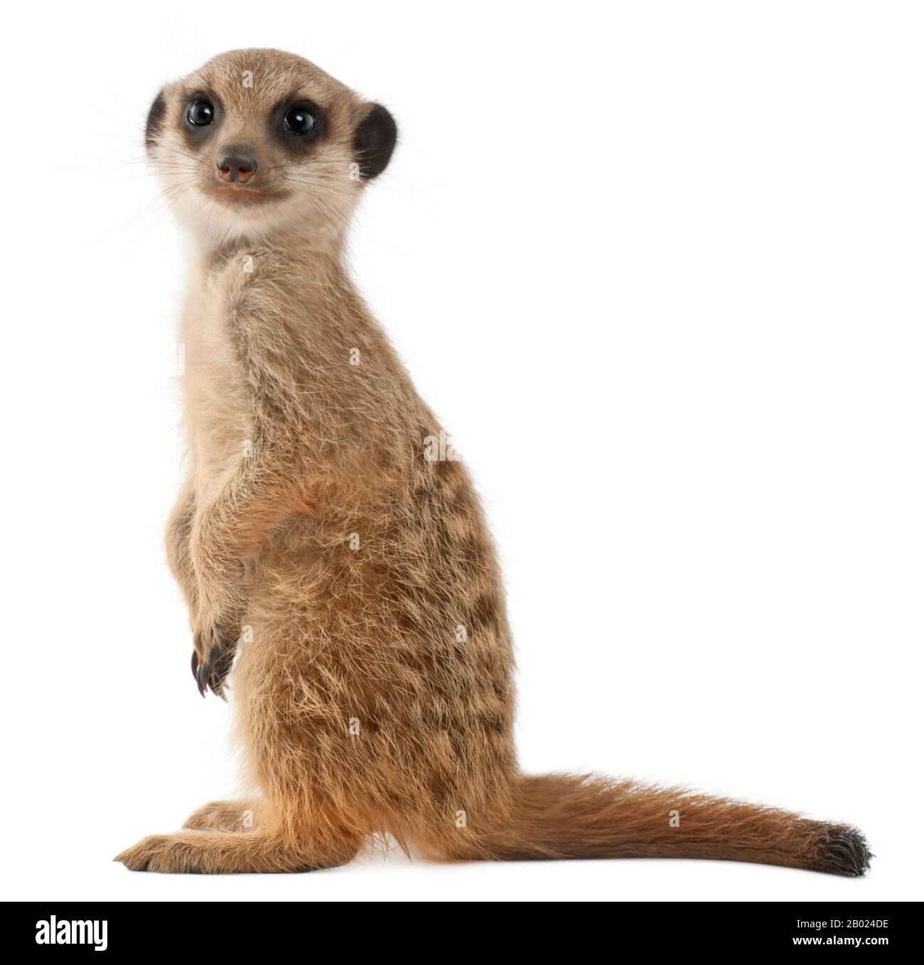Meerkat ou Suricate, Suricata suricatta, devant un fond blanc Banque D'Images